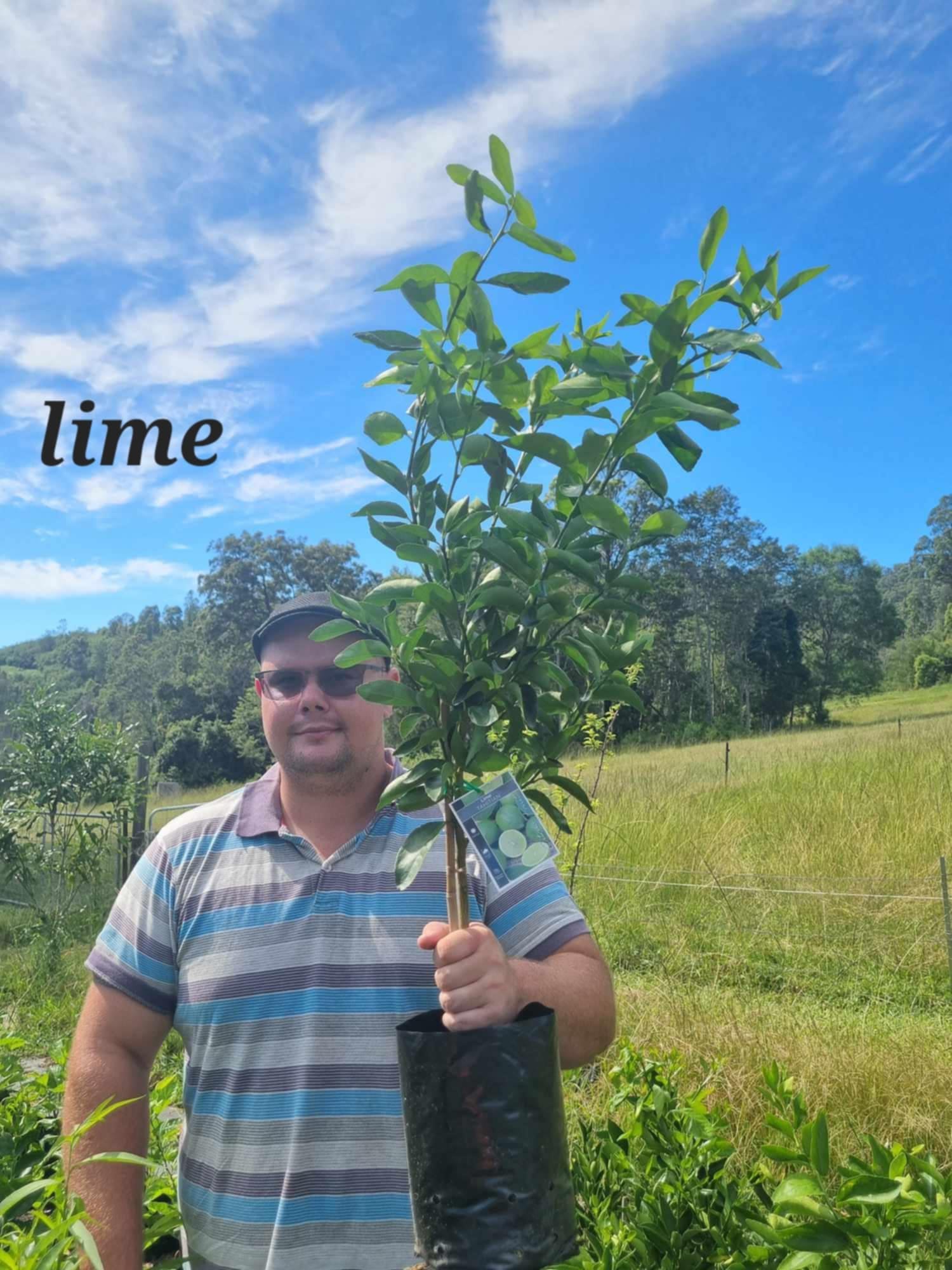 Lime