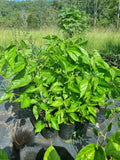mulberry